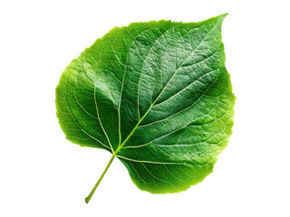 Obraz premium A vibrant, fresh green leaf, isolated on a clean white background