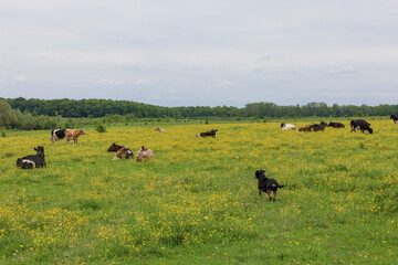 A herding dog watches over a herd of cows resting in a vast green meadow dotted with yellow flowers. This landscape conveys the atmosphere of peaceful rural life.