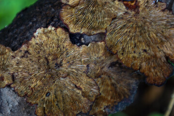 Obraz premium ​An abstract image of mushroom texture on tree bark. The intricate patterns and natural shades of brown and gold create an interesting macro shot that highlights the details of wildlife.