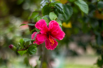 Vibrant pink hibiscus flower in full bloom with green leaves