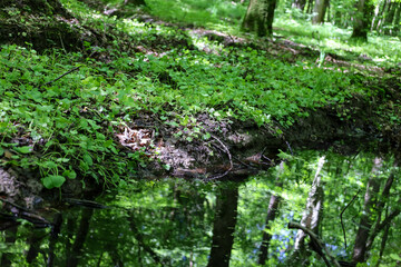 Fototapeta premium A forest stream with a mirror-like reflection of dense trees and green vegetation, creating a captivating combination of nature and tranquility.