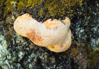 ​A tinder fungus with a soft orange texture grows on the trunk of an old tree covered with green moss, showing a fascinating interaction in a natural forest environment.