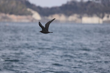 Pomarine jaeger (Stercorarius pomarinus), pomarine skua, or pomatorhine skua, is a seabird in the skua family Stercorariidae. It is a migrant, wintering at sea in the tropical oceans. This is dark mor