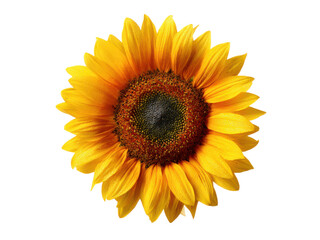 Bright yellow sunflower with dark brown center and water droplets on black background bloom, Isolated On Png Transparent Background