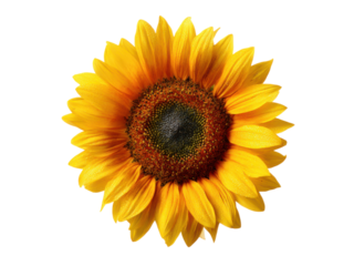 Bright yellow sunflower with dark brown center and water droplets on black background bloom, Isolated On Png Transparent Background
