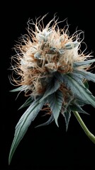 Close up of a marijuana plant with brown and green leaves. The plant is tall and has a lot of leaves