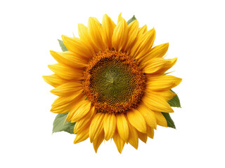 Obraz premium Single bright yellow sunflower with green leaves and water droplets on black background bloom, Isolated On Png Transparent Background