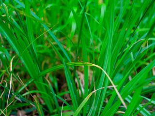 mosquito on green plants
