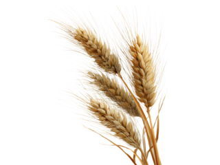 Close-up of Dry Wheat Ears with Golden Grains and White Bristles on Black Background cereal agriculture, Isolated On Png Transparent Background