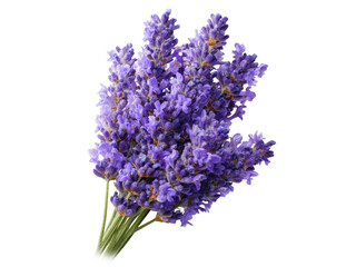 Bundle of Purple Lavender Flowers with Green Stems on Black Background floral bouquet, Isolated On Png Transparent Background