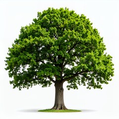 Majestic tree with lush green leaves standing tall against a bright backdrop on white background