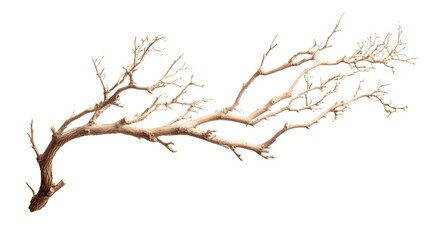 Isolated Dry Tree Branch on White Background - Professional Stock Photo