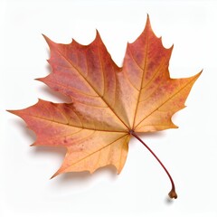 Obraz premium Isolated maple leaf displaying autumn hues, capturing seasonal change on white background