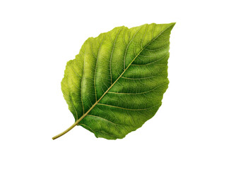 Fresh green leaf isolated on white background, showing natural vein and foliage texture