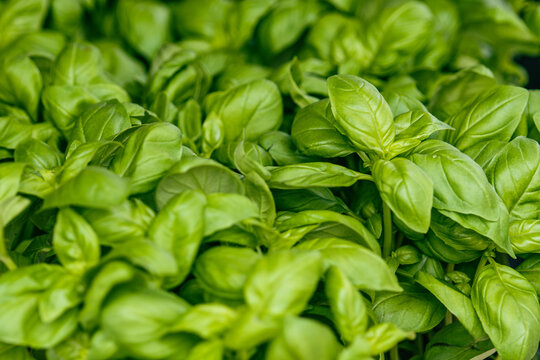 A close-up shot of fresh, vibrant green basil leaves. The leaves are densely packed together, showcasing their smooth texture and rich color - Powered by Adobe
