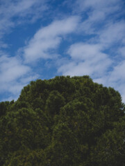 green trees and beautiful sky in background