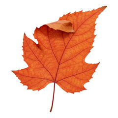 Obraz premium Single Red Leaf with Serrated Edges and Vein Detail PNG