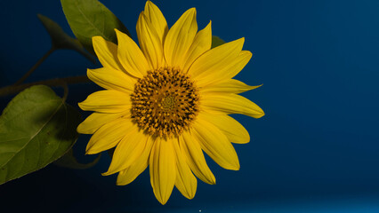 sunflower on the blue background