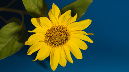 Fototapeta premium sunflower on the blue background