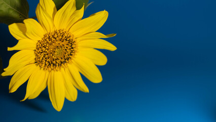 sunflower on the blue background