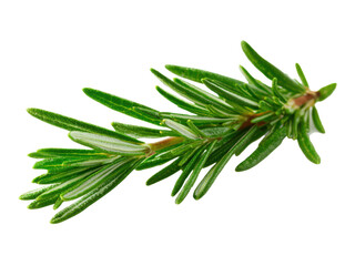 Fototapeta premium Single Sprig of Aromatic Rosemary with Fine Green Leaves Against Black herb spice, Isolated On Png Transparent Background