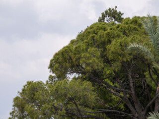 green pine tree with cloudy sky