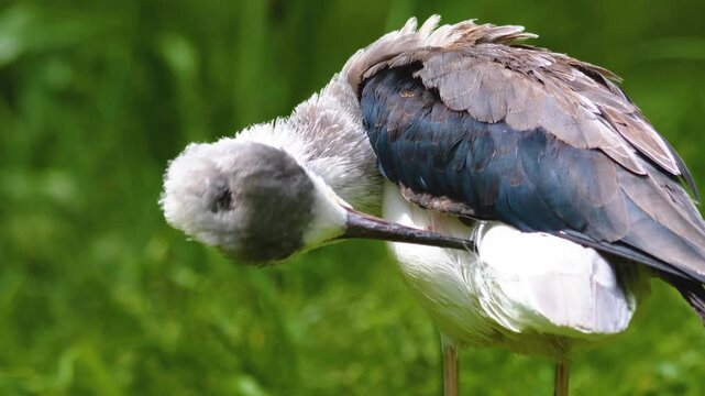 Close up of black and white avocet wading bird grooming him self