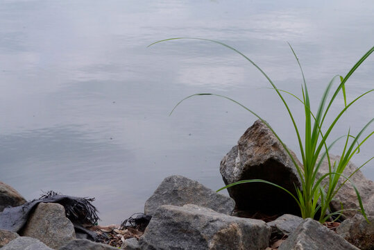 NC Bulrush H5 2025