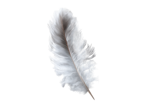 Soft White Feather With Frayed Edges And Detailed Barbs On Black Background bird plumage, Isolated On Png Transparent Background