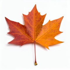Fototapeta premium Autumnal maple leaf exhibiting vibrant coloration, symbolic season on white background