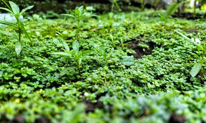 small wild grasses growing thickly in moist soil with a few young plants towering above them.