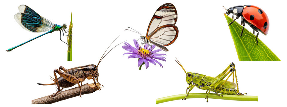 Set of various common and exotic insects