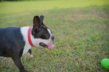 野原を散歩中の犬（ボストンテリア）