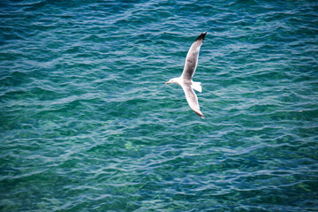 Italian islands seagull fly free