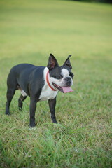 Fototapeta premium 野原を散歩中の犬（ボストンテリア）
