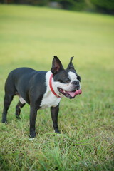 Fototapeta premium 野原を散歩中の犬（ボストンテリア）