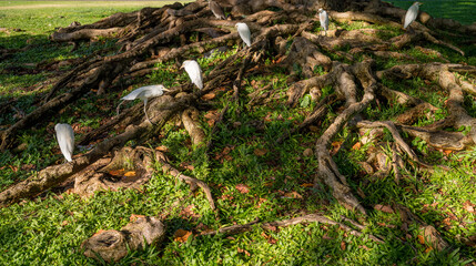 Green Grass Covered Twisting Brown Tree Roots with White Egret Birds Feeding.