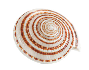 shell with a spiral pattern, highlighted on a transparent background