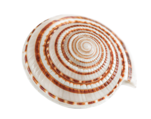 shell with a spiral pattern, highlighted on a transparent background