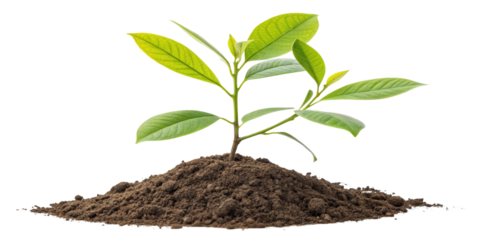 Green Plant Sprout in Soil, Isolated on Transparent Background, Growth, Nature, Ecology, plant, seedling, sapling