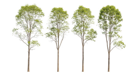 Obraz premium Four trees with green leaves isolated on transparent background