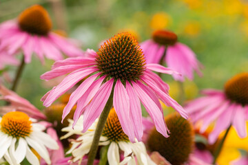 Daisies and pink coneflowers in summertime

