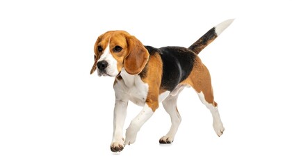 Beagle dog walking with white background. (1)