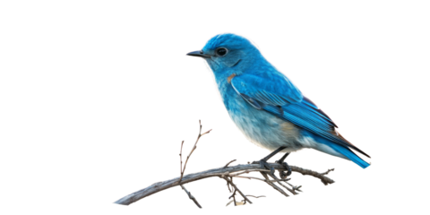Vibrant Bluebird on Branch Single Bird, Isolated on Transparent Background, Wildlife Photography, Bird, Avian, Nature