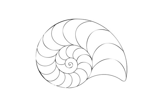 Continous line continuous line drawing a nautilus shell spiral ocean