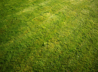 Green lawn illuminated by morning light background