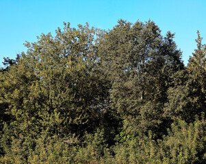 Summer trees classical landscape background