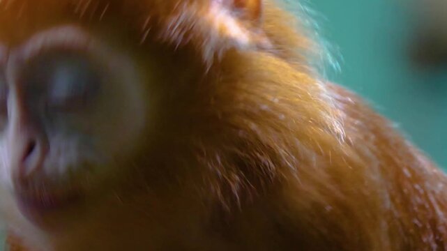 Close up of a javan lutung monkeyhead looking around on around on a sunny day