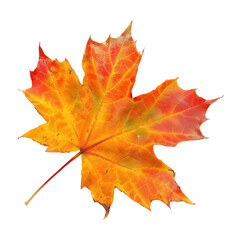 Obraz premium Autumn maple leaf against black background
