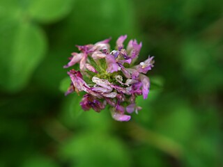 Trèfle après floraison